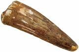 Fossil Spinosaurus Tooth - Real Dinosaur Tooth #230735-1